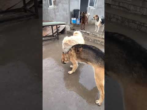 Well that's what King Charles used to be before getting sick. Hope he bounces back stronger.