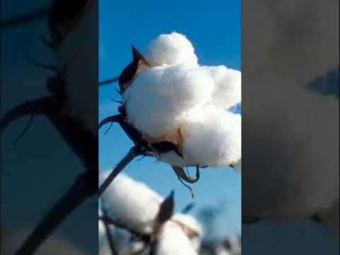 Thara Paisa thari daulat #cotton #textile