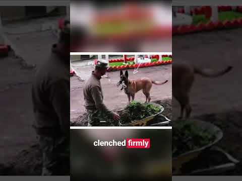 Smartest Dog Ever! This Malinois Did Something Unbelievable!