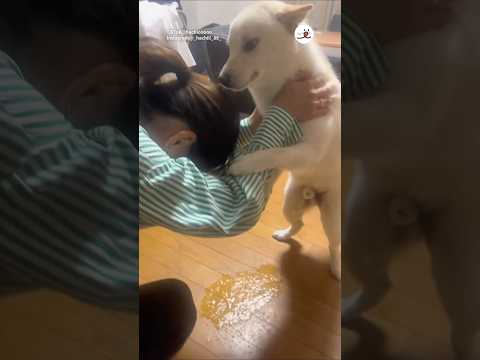 癒しの柴犬動画｜嬉ションレベルMAXで笑顔になれる瞬間 サムネイル