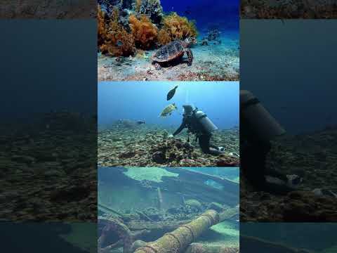 Underwater Adventure|Scuba DivingShipwreck Exploration 🌊Turtles, Corals & History Beneath#animals