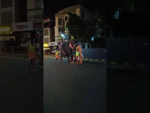 ആനയുടെ മാസ്സ് വരവ് കണ്ടോ 😱😱😱#shortsfeed #shorts #viral