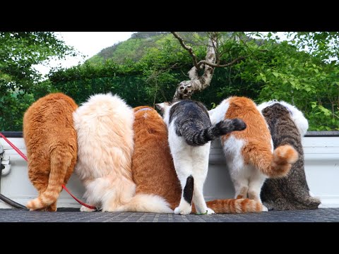 軽トラの上でくつろぐ6匹の猫たちの癒し映像 サムネイル