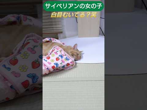 えっ？白目むいてる？サイベリアン女の子 #cat #子ネコ #猫のいる暮らし #ネコムート #猫のいる生活 #しゃむねこ #ねこのいる生活 #ネコガミ #ねこ #好きな子猫