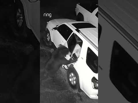 Imagine trying to explain this one to people - 'Sorry I'm late, a bear broke into my car.' 😂