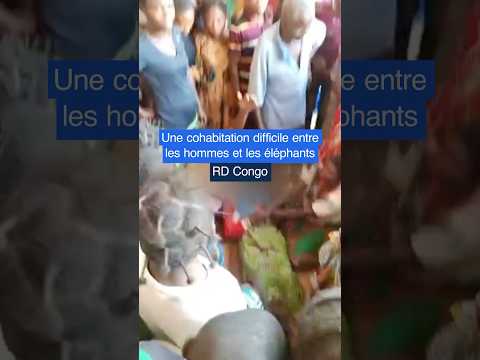 🇨🇩🐘 RD Congo : une cohabitation difficile entre les hommes et les éléphants