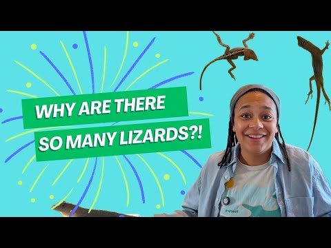 Lizards vs. (Adaptive) Radiation Adaptive radiation is a process by which a single ancestral species colonizes and area and radiates,