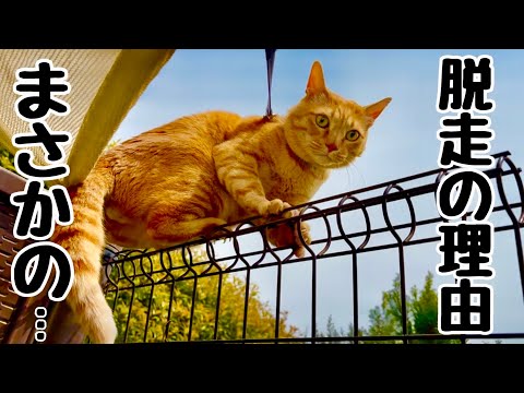 次々と脱走する猫たち💦理由は…まさかの【元野良猫まるとら&ぽこまる】