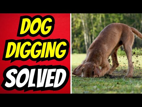 DIG NO MORE! Proven Methods For Training Dogs And Puppies To Stop Digging.