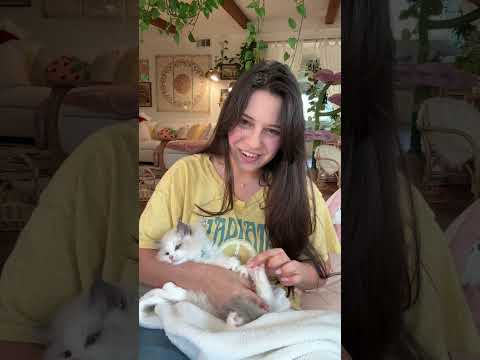 Timothy the fluffy ragdoll kitten #catbreed #kitten #adorable