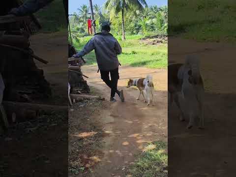dog funny mument #shorts #dog #comedy