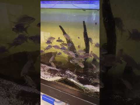 neolamprologus brichardi #aquarium ##freshwateraqu 
