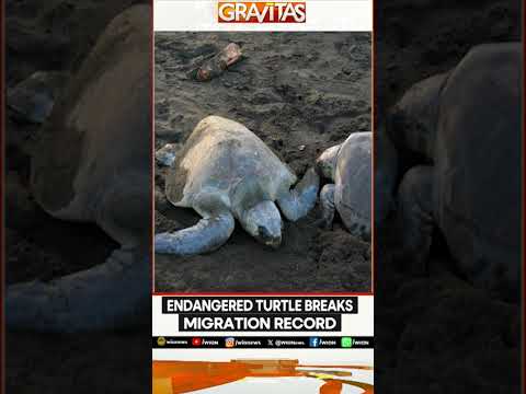 Endangered Turtle Breaks Migration Record | WION Shorts