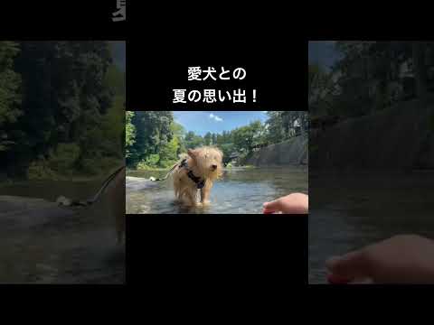 愛犬との夏の思い出!来年も一緒に行こうね! #犬のいる生活 #わんわん #レイクランドテリア