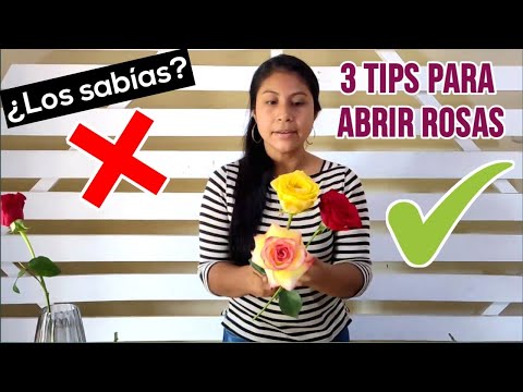 👉🏻 Cómo abrir Rosas naturales 3 TIPS para darles Volumen!!