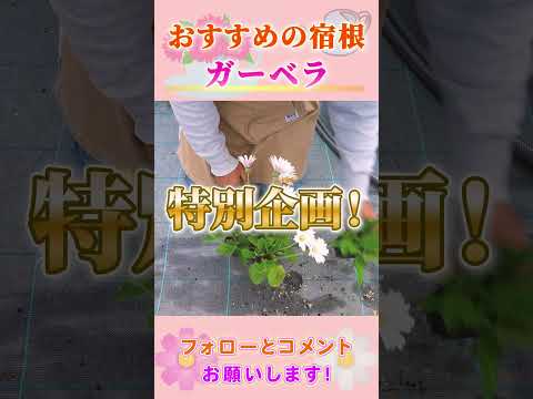 ガーベラ 特別企画 by園芸チャンネル #園芸 #ガーデニング #初心者