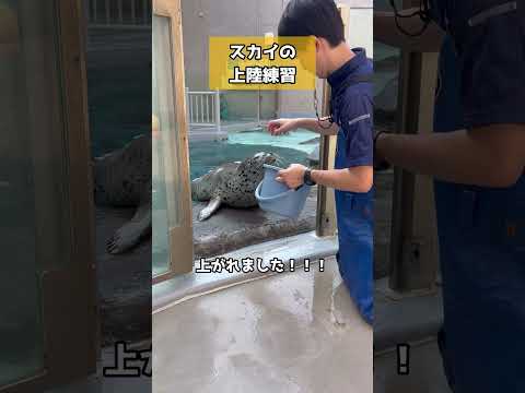 スカイの上陸練習(後編)#ゴマフアザラシ #seal