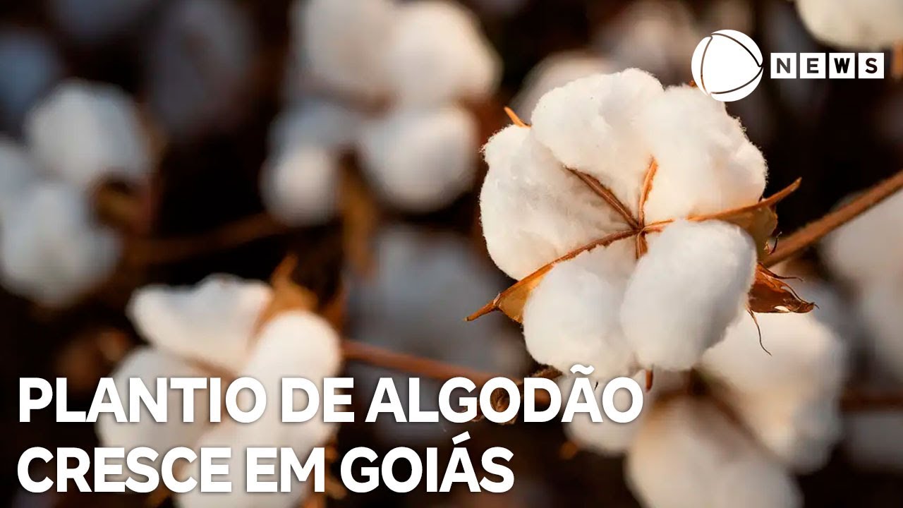 Plantio de algodão cresce em Goiás e estado está entre os maiores produtores