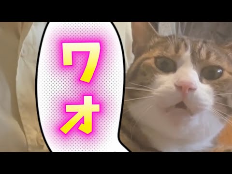 猫の動画サムネイル - 怒ってます…