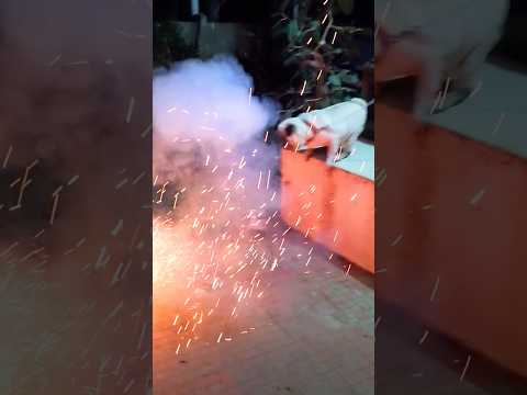 Diwali 2025 #diwali #diwalicelebration #diwalispecial #trendingshorts #trending #shorts #dog