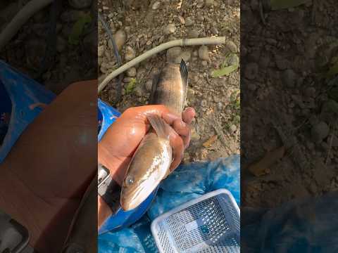 ऐसी मछली आपने पहले कभी नहीं देखी होगी 😳 | Unbelievable Fish Video 🎣 !! #fish #facts #latest #new