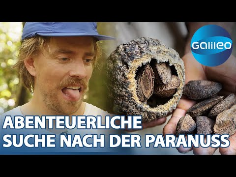 2 Tage bei der Paranussernte: Die unterschätzte Superfrucht des Regenwaldes!