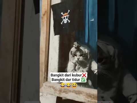 bendera nya itu loh!! 😂😁#funny #cat #shorts