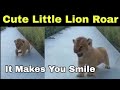 The roars of little Lion cub reminds Simba from The Lion King, viral video