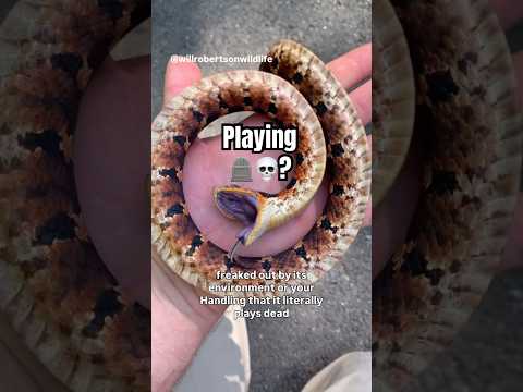 Do snakes really play dead!?