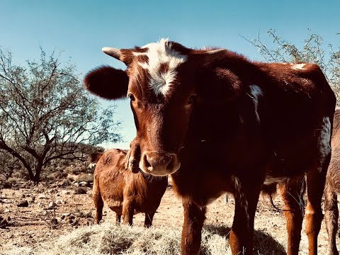Nandi the Buffalo Meets Chevalier ✶✶ I GOT A NEW PET! ✶✶