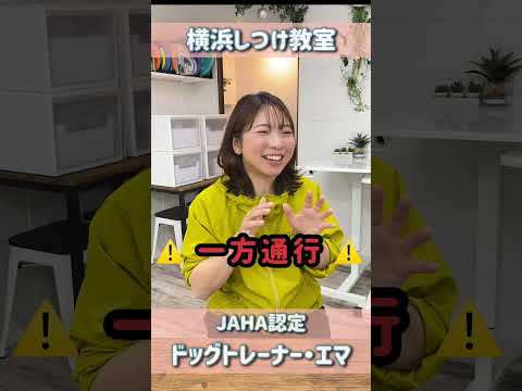 【犬 しつけ】その褒め方実は避けているかもしれません!犬のしつけエマチャンネル【犬のしつけ@横浜】#犬しつけ#横浜しつけ教室 #犬のきもち