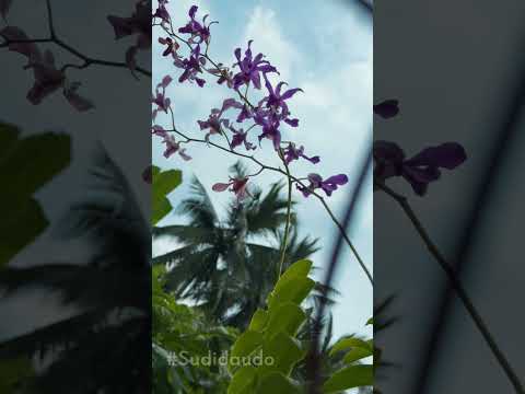 Vườn hoa của mẹ.. #Sudidaudo #flowers #nature