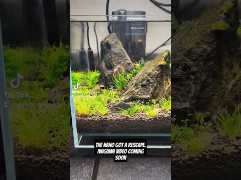 Iwagumi scaping video dropping soon. Well it's come time to rescape the Nano tank. We'll have a full rescaping video coming soon.

#plant