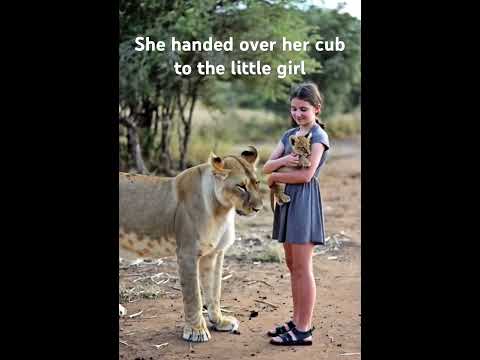 The mother lion gave her cub to the little girl.