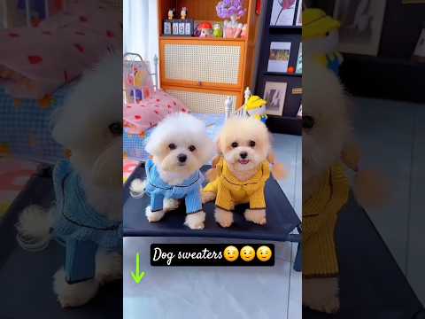 Cute dog. #shortsshorts #viralshort #viralvideo #funydog1010 #poodle #usadogs #cutepuppy #funny #dog