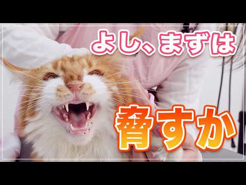 【ヴォルペちゃん】猫の気持ちの変化がわかると色々おもしろい【メインクーン】