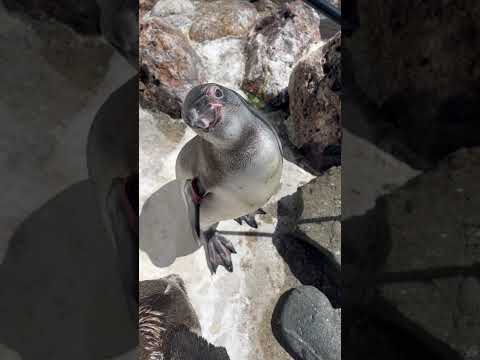猫の動画サムネイル - 3/30ふ化🐣フンボルトペンギン元気です！
