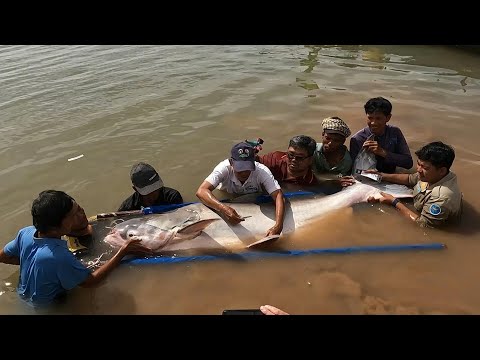 Endangered giant catfish surface in Cambodia's Mekong river | AFP