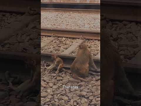 Monkeys 🐵🐒 #monkey #animal #yt #shorts