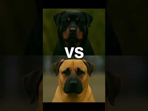 Dog Battle #rottweiler #pitbull #germanshepherd #doberman #edit