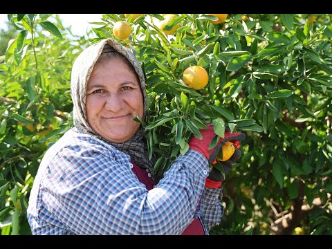 En ucuz meyve: Mandalina bahçede 8 TL'ye kadar düştü