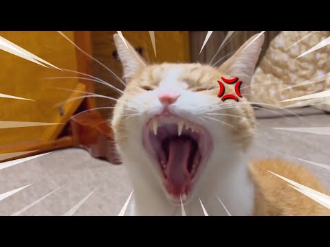 爪が伸びて爪切りしてない凶暴猫が襲いかかってきました