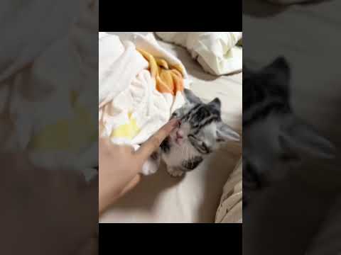 Cute Little Kitten🐾😻 #viralvideo  #shorts #trending #cute #cuteanimal #kitten #kitty #catshorts #cat