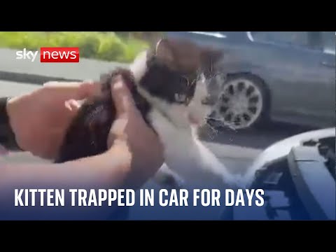 Wales: Missing kitten travels ‘over 500 miles’ in taxi grille