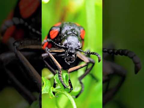 Meet the amazing beetle — nature’s tiny armored hero! 🪲..#beetle #insects #wildlifeshorts #shorts