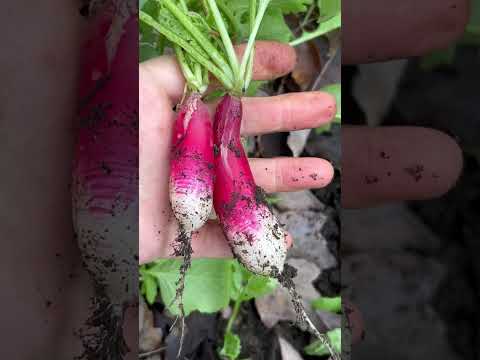 What’s alive under there?🥶#raisedbedgarden