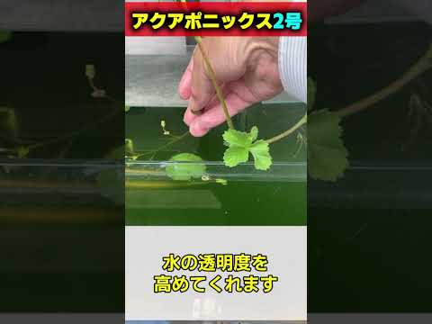 アクアポニックス2号