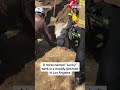 A horse named Lucky sank in a muddy sinkhole in Los Angeles  - 00:20 min - News - Video