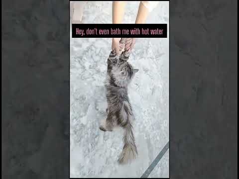 "The Bath Time Battle" #shortsfeed#shorts#cats