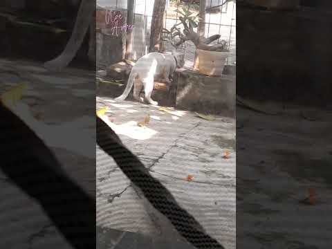 Bagiannya Lilo.. 😆 #shorts #cat #kucing #kucinglucu #funnycats